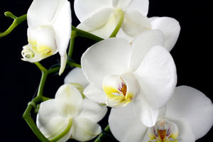 3-piece-aluminium-print-orchid-close-up