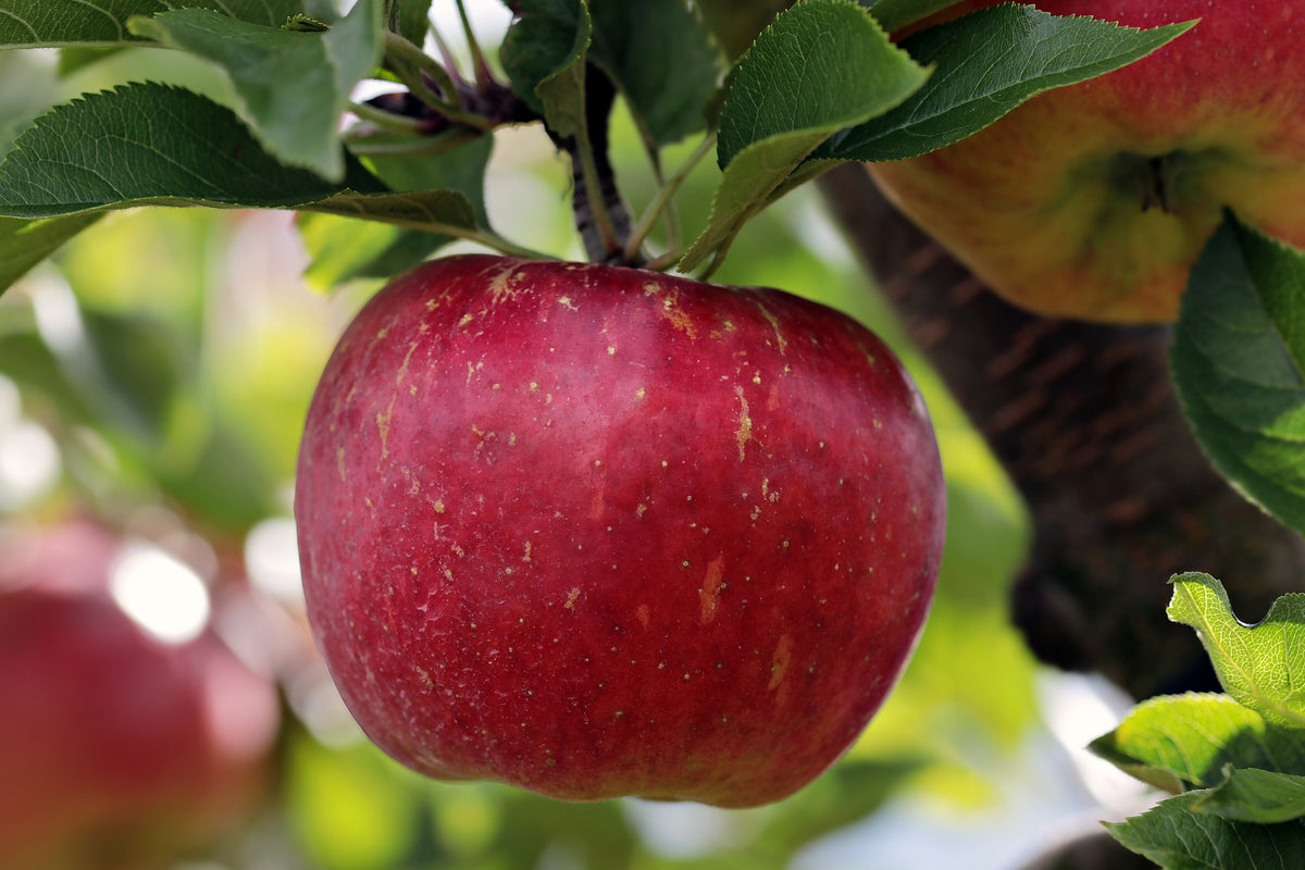 acrylic-print-apple-in-xxl