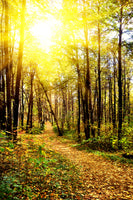 framedposter-print-woodland-walk-in-the-autumn-sun