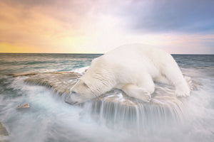 canvas-print-the-polar-bear-and-the-sea