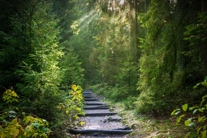3-piece-acrylic-print-a-path-between-firs