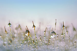 framedcanvas-print-the-dew-drops