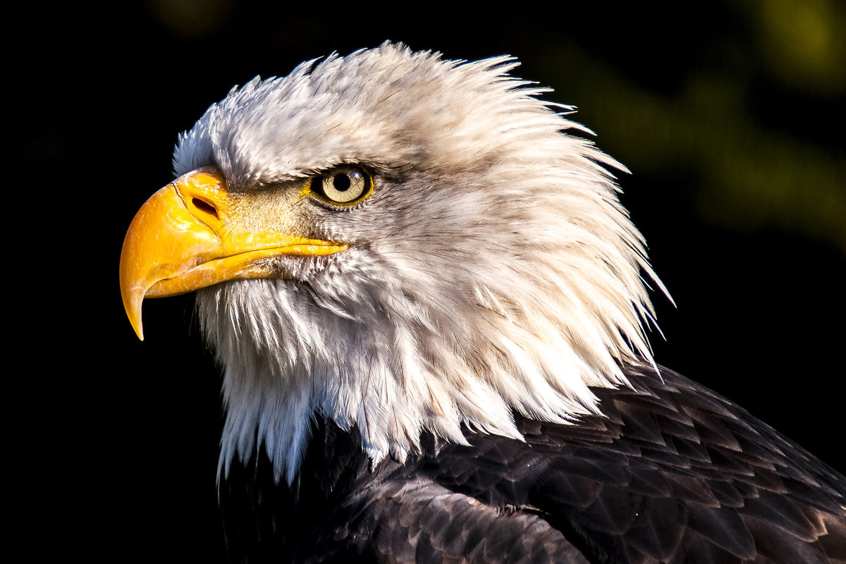framedposter-print-the-eagle-head