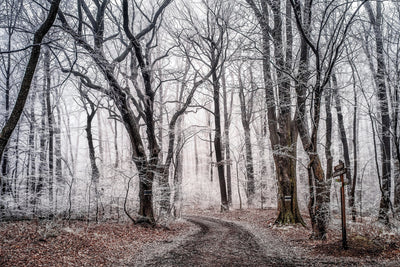 poster-print-wintry-forest