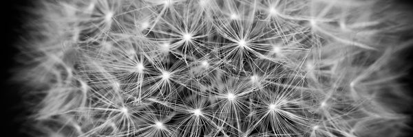 panoramic-3-piece-aluminium-print-dandelion-in-xxl-panorama