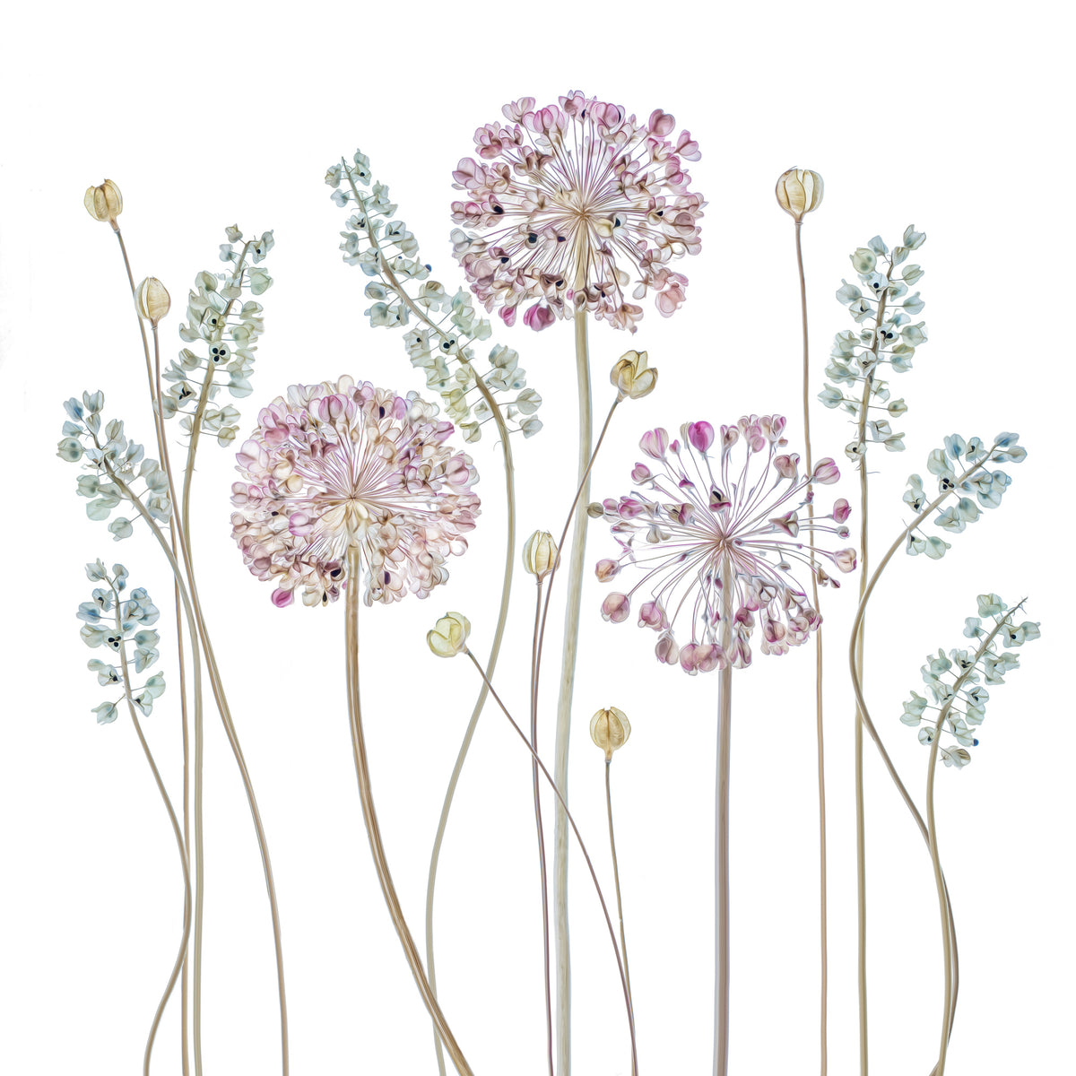 9-piece-canvas-print-allium-a
