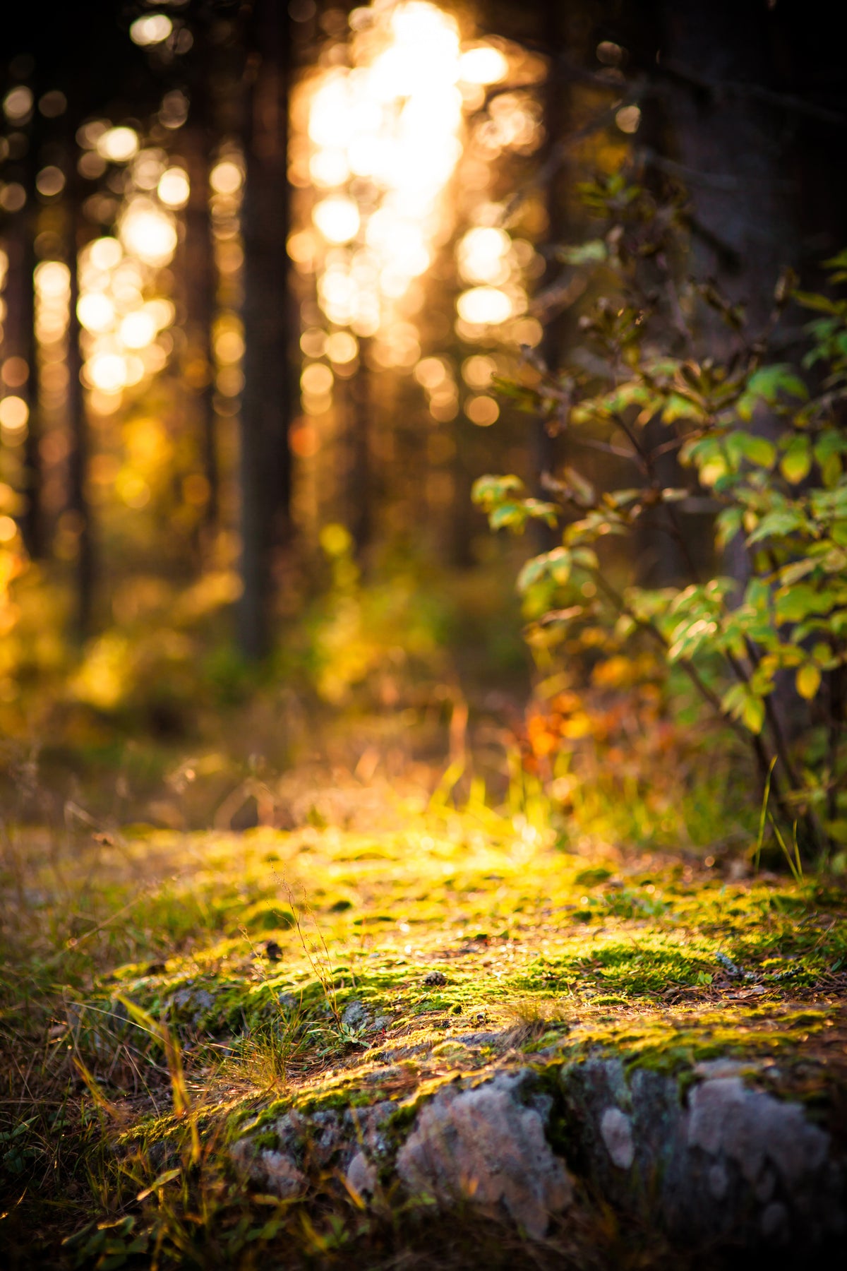 framedcanvas-print-the-forest-in-the-background