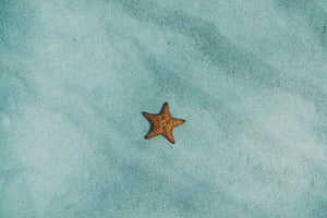 canvas-print-the-little-starfish