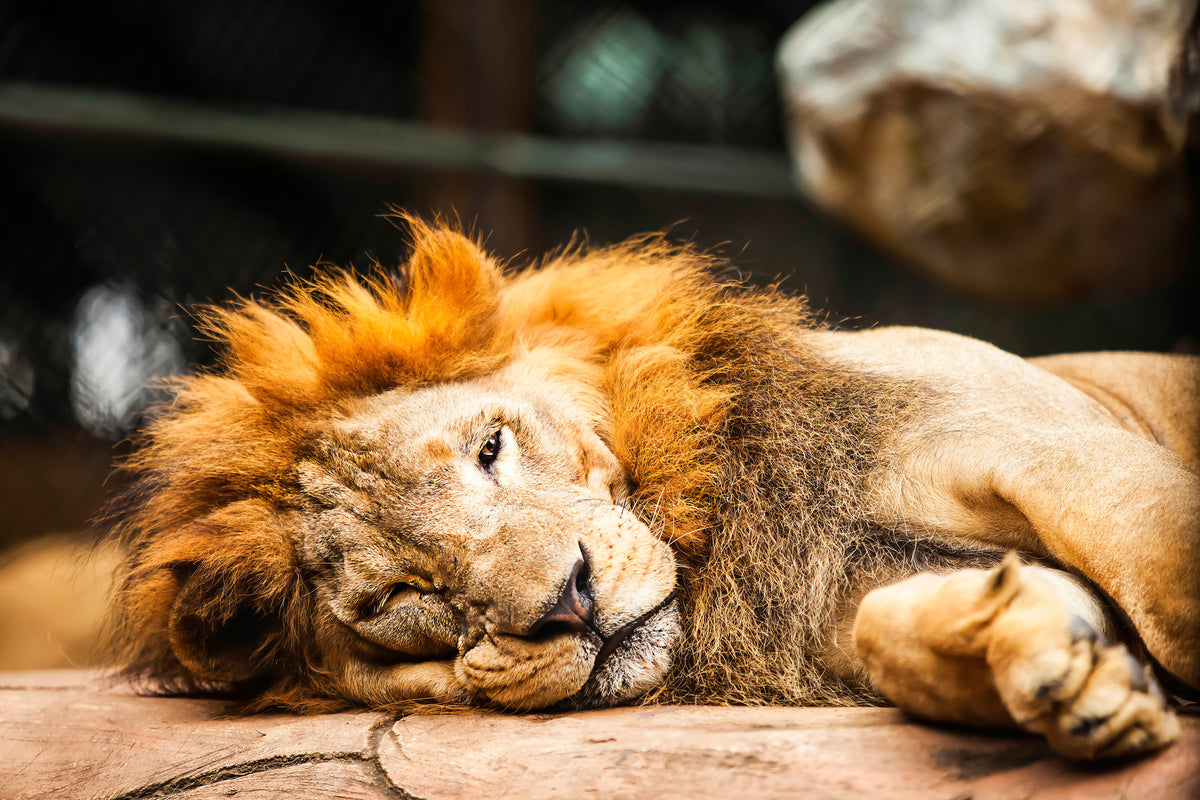 aluminium-print-relaxed-lion