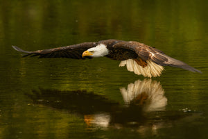 aluminium-print-the-reflective-pond