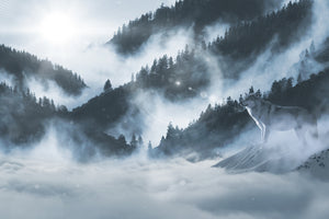 acrylic-print-the-wolf-in-the-woods
