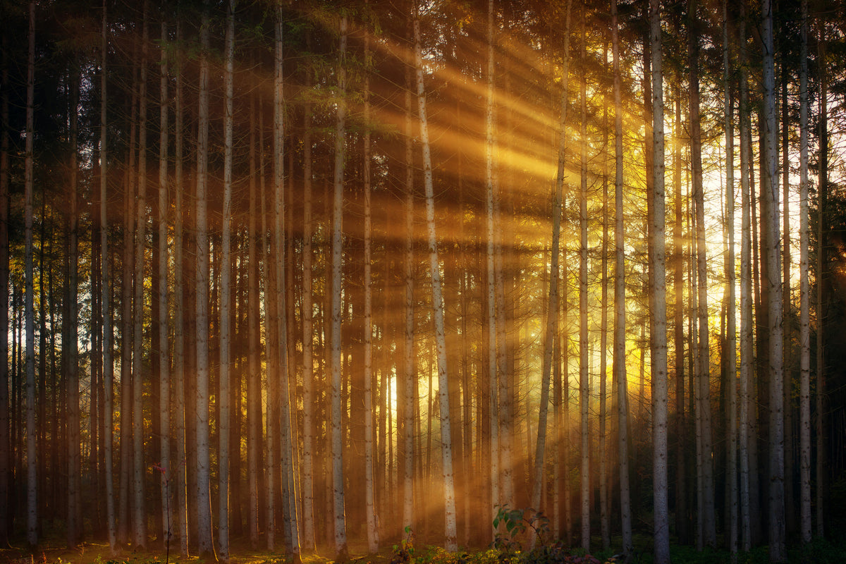 aluminium-print-trees-in-sunbeams