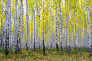 acrylic-print-autumnal-birch-forest