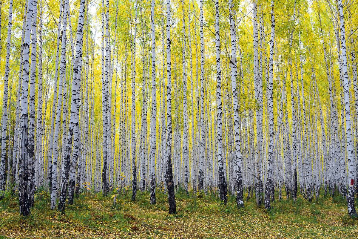 acrylic-print-autumnal-birch-forest