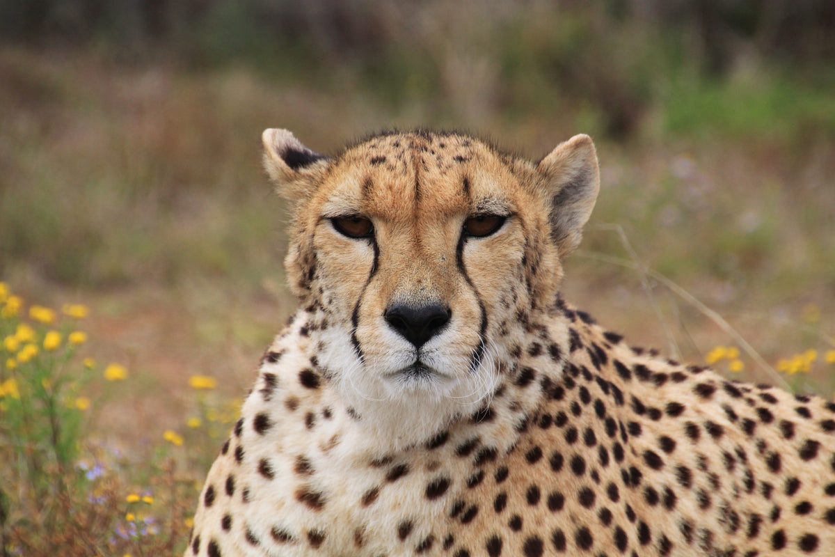 canvas-print-cheetah-xl