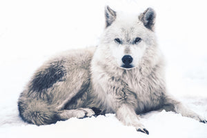 3-piece-acrylic-print-the-wolf