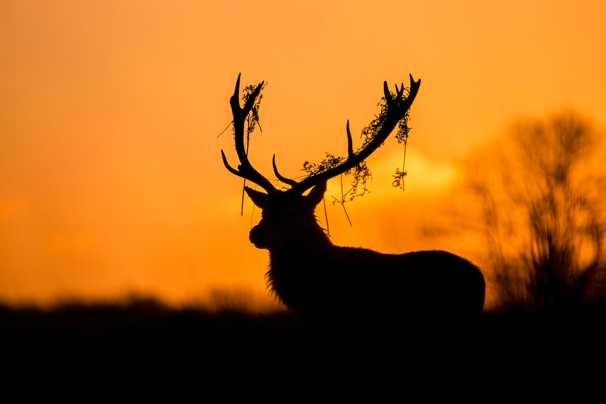 aluminium-print-red-deer-stag-silhouette-x