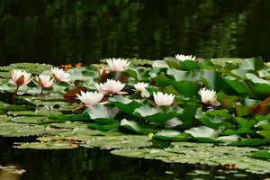 canvas-print-a-field-full-of-water-lilies