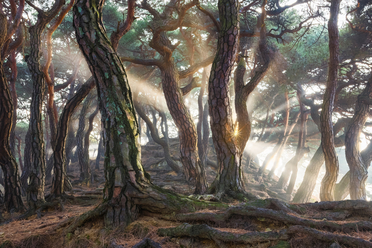 framedcanvas-print-sacred-pine-trees-x