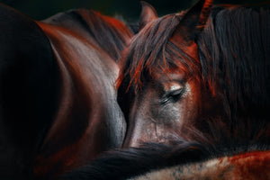 acrylic-print-sleep-huddle
