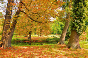 acrylic-print-in-the-middle-of-autumn-trees