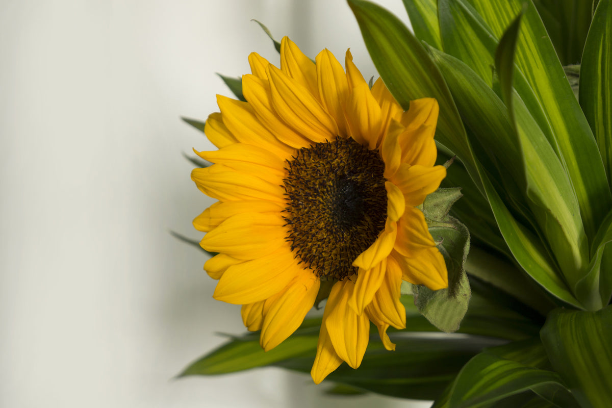 framedcanvas-print-beautiful-sunflower