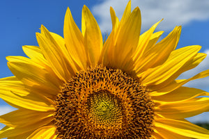 3-piece-acrylic-print-sunflower-in-xxl
