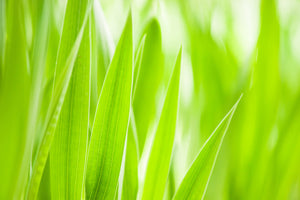 aluminium-print-grass-xxl