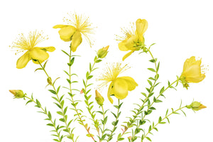 aluminium-print-hypericum-x