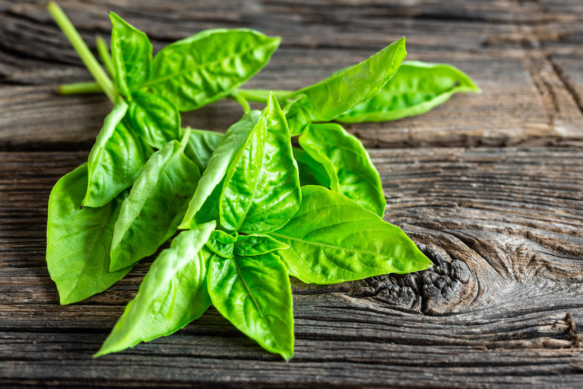 canvas-print-basil-leaves-ii