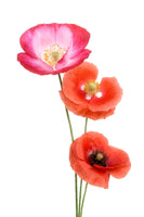 aluminium-print-colourful-poppies-x