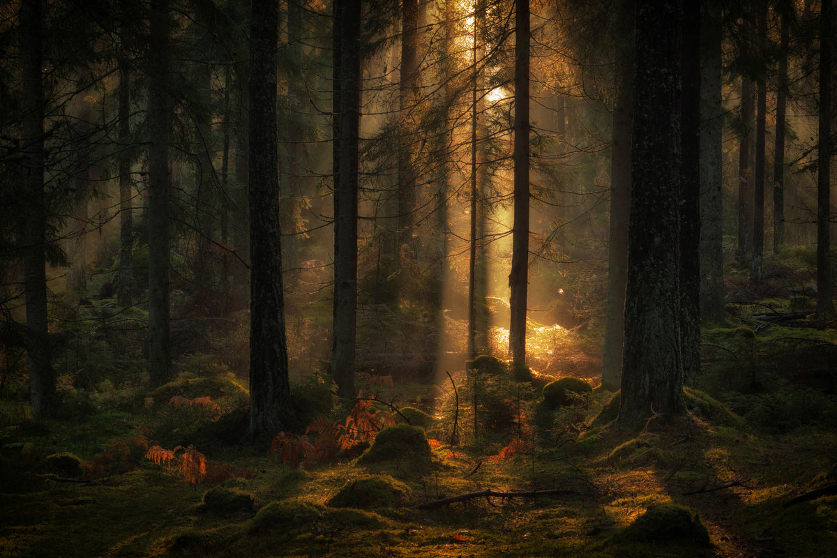 poster-print-the-light-in-the-forest-x