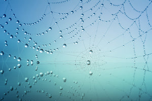 modern-3-piece-canvas-print-cobweb-in-morning-dew