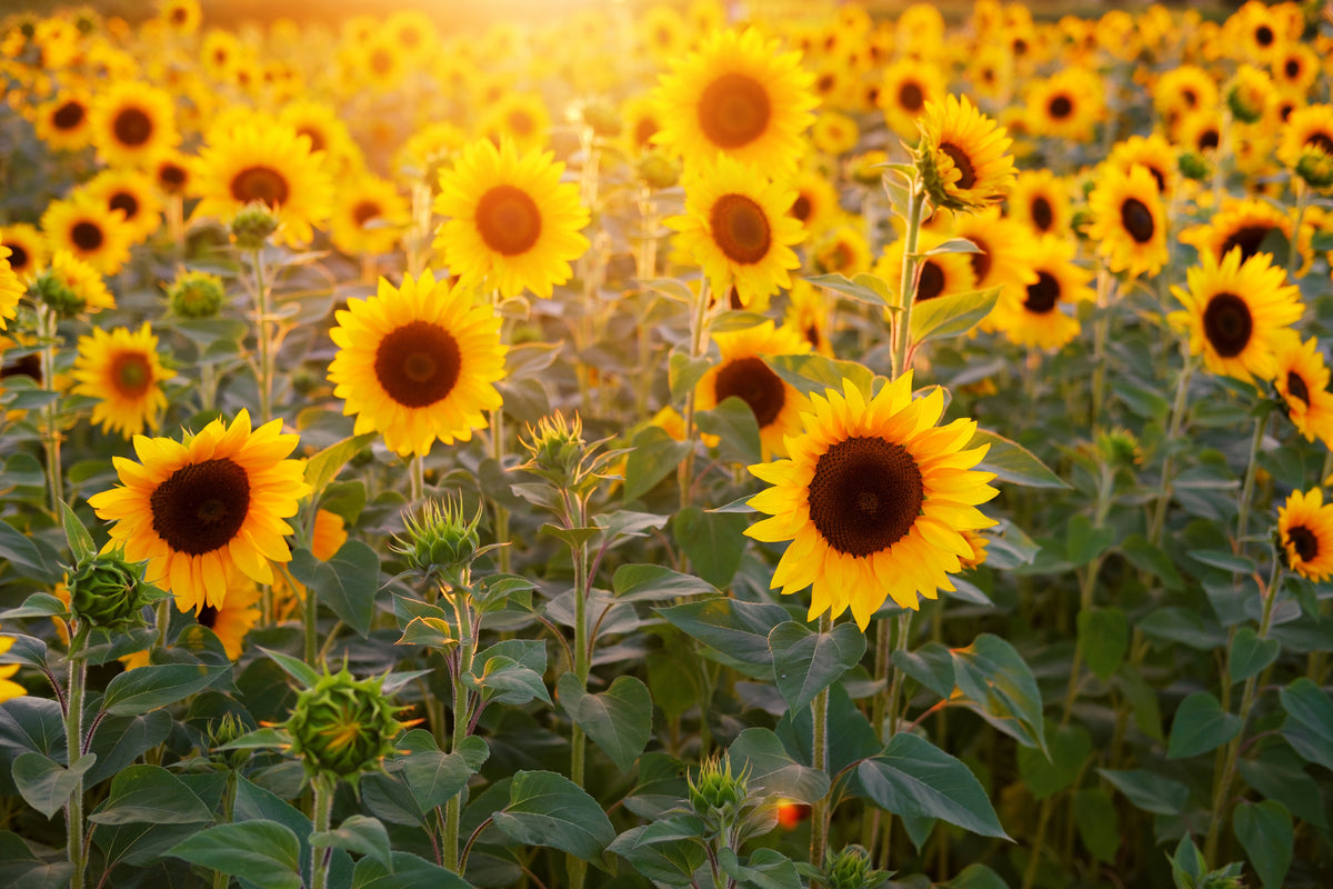 framedposter-print-sunflower-field