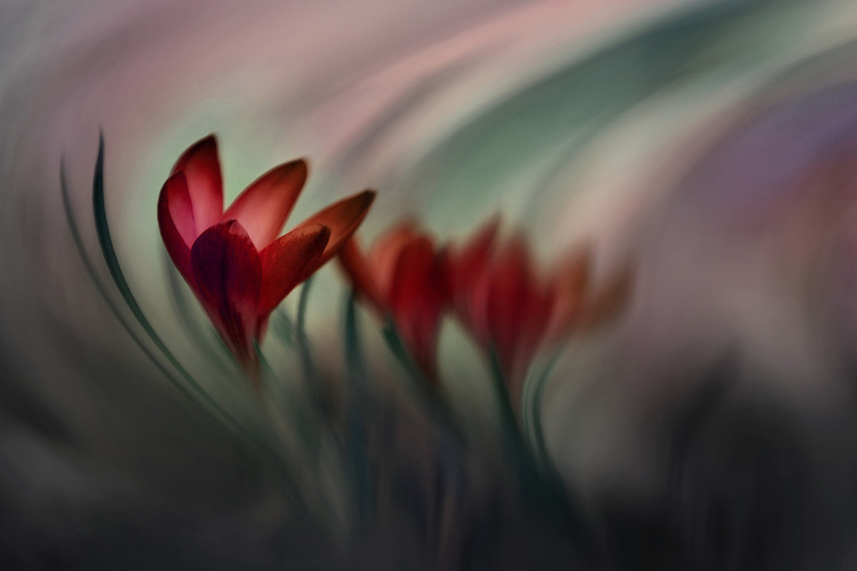 modern-3-piece-canvas-print-krokus