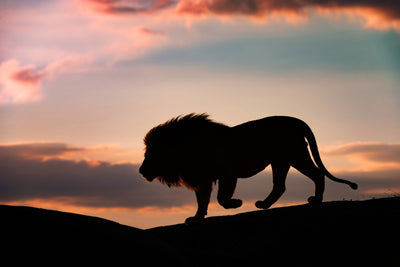 poster-print-sunset-in-the-serengeti-x
