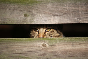 poster-print-cat-in-hiding