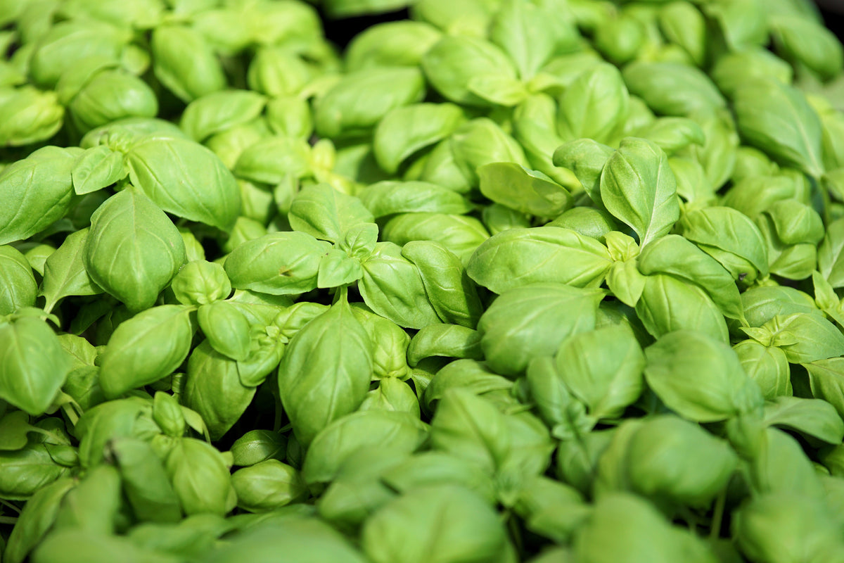 poster-print-all-basil