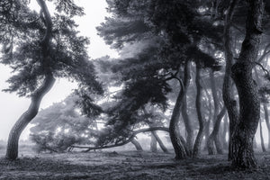 aluminium-print-pine-trees-dancing-in-the-fog-x