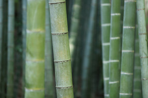 3-piece-canvas-print-bamboo-in-xxl