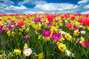 aluminium-print-the-spring-awakening