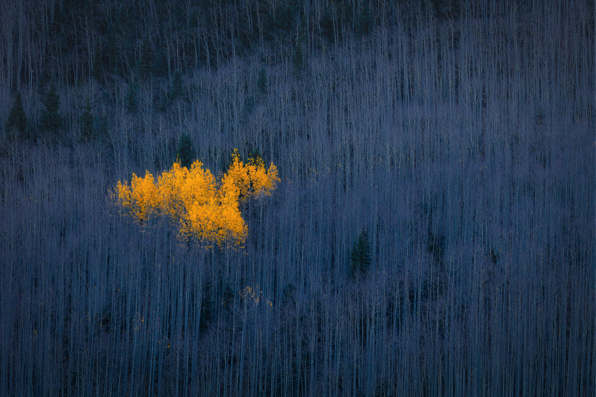 modern-3-piece-aluminium-print-heart-of-aspens