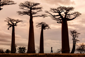 framedposter-print-madagascar-x