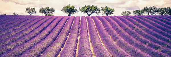 panoramic-3-piece-aluminium-print-the-lavender-field-ii-panorama