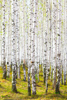 acrylic-print-the-birch-forest-in-the-spring