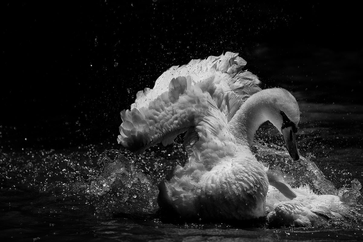 acrylic-print-in-motion