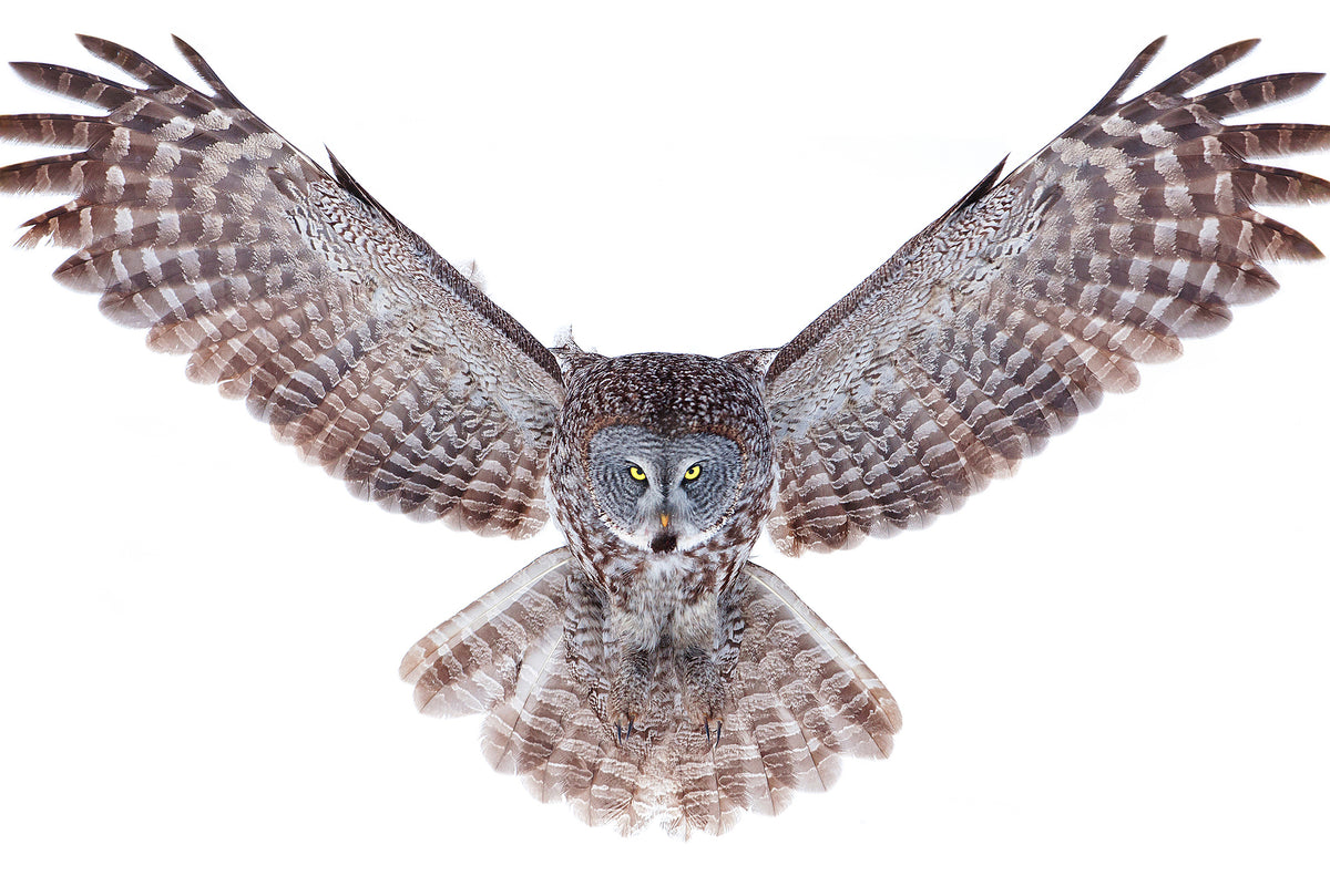 framedcanvas-print-power-great-grey-owl