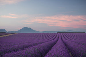 aluminium-print-lavender-field