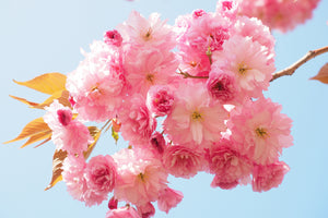 3-piece-canvas-print-the-cherry-blossoms