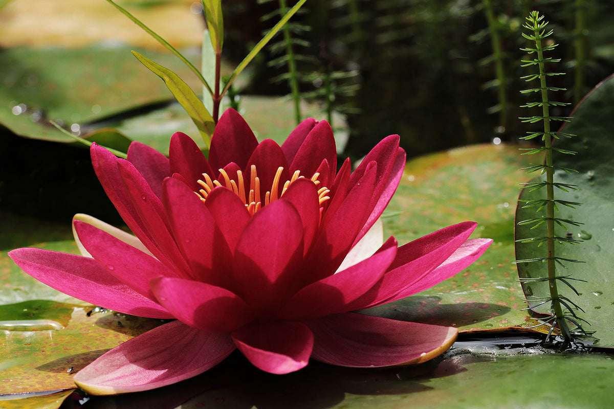 poster-print-water-lily-in-red
